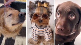 The Best of Funny DOG VIDEOS of 2023 | HaHa Animals