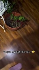 Greedy Pup Can't Keep Paws Off Leftovers