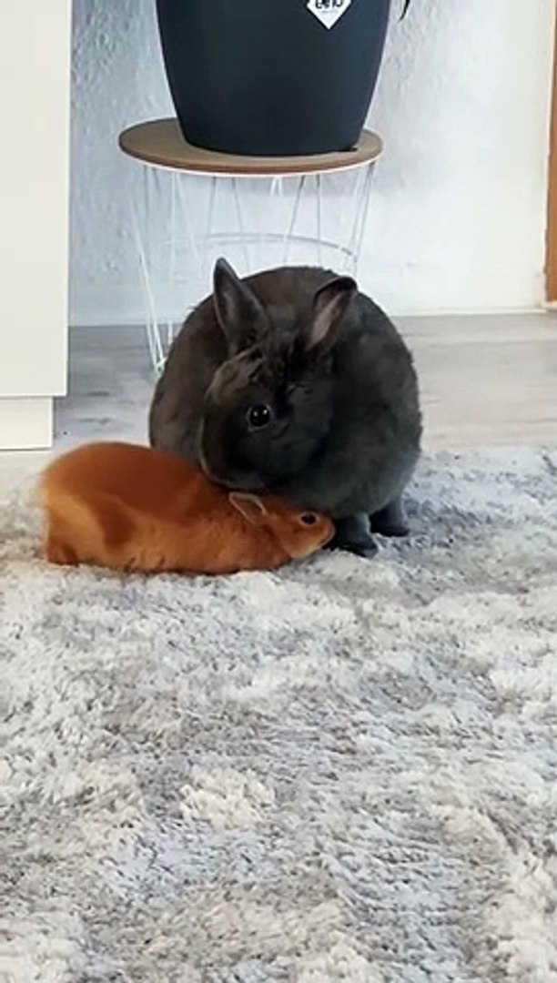 Funny animals! funny animals short video