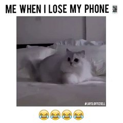 Funny animals! funny animals short video