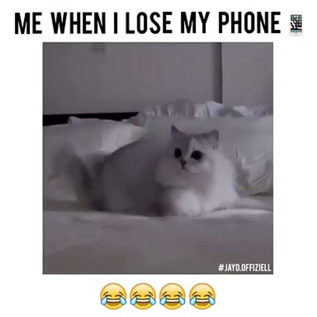 ⁣Funny animals! funny animals short video