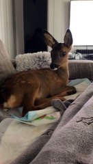 Funny animals! funny animals short video