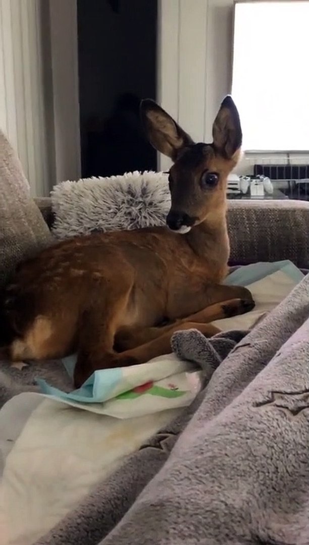 ⁣Funny animals! funny animals short video