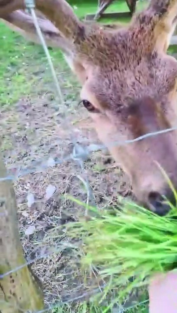 Funny animals! funny animals short video