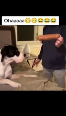 Funny animals! funny animals short video