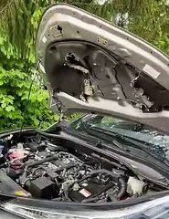 Funny animals! funny animals short video