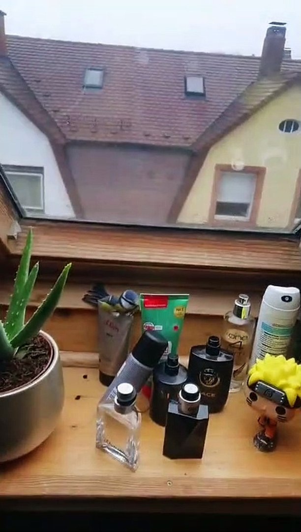 Funny animals! funny animals short video