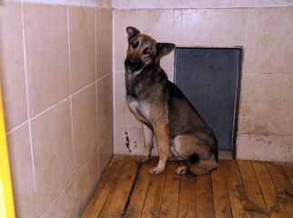 EMİR METE'NİN ÖLÜMÜNE NEDEN OLAN KÖPEK BİR DAHA SAHİPLENDİRİLMEYECEK