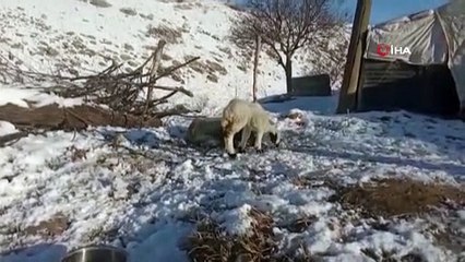 Kangal köpeği kuzunun süt annesi oldu