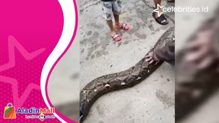 Bikin Heboh, Detik- Detik Evakuasi Ular Sanca Raksasa di Rumah Warga