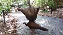 Great Malayan Argus Pheasant displaying |