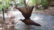Great Malayan Argus Pheasant displaying |
