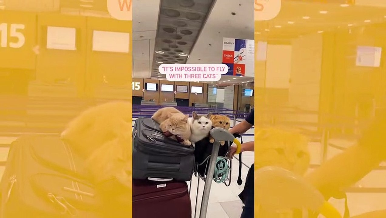 Vídeo fofo: homem embarca em avião com seus três gatos