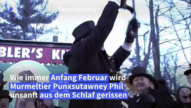 Murmeltier Phil sagt USA sechs weitere Wochen Winter voraus