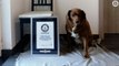 World’s oldest dog crowned by Guinness Book of Records