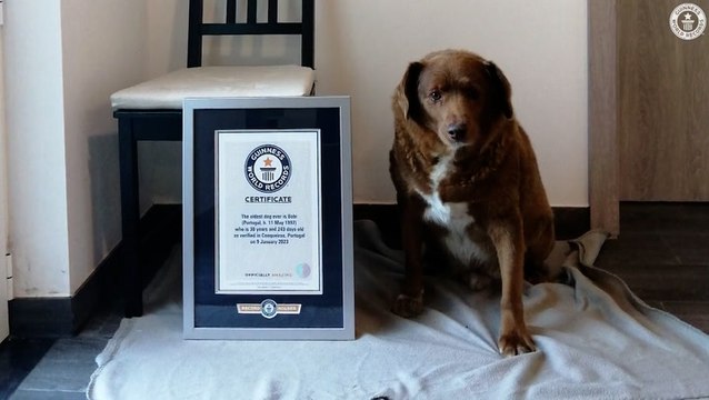 World’s oldest dog crowned by Guinness Book of Records