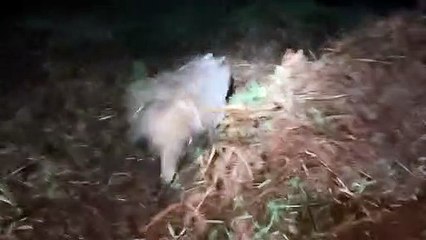 Young badger caught in snare in Co Tyrone