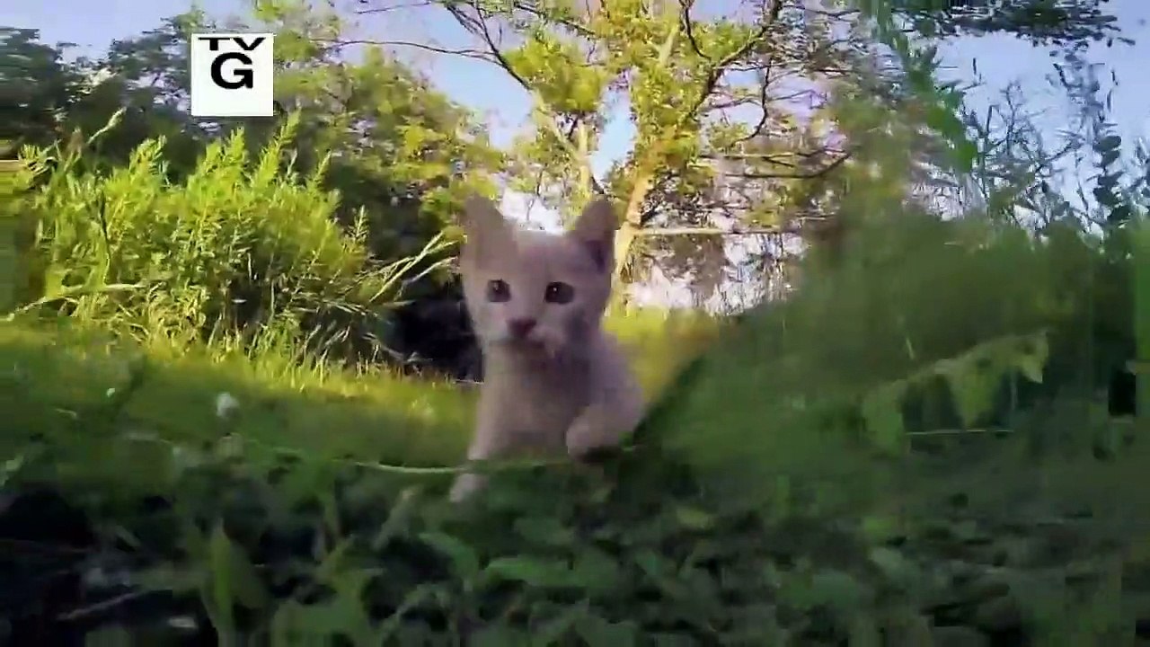 Nova - Se47 - Ep03 - Cat Tales HD Watch