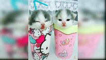 Baby Cats Funny | Cute Cat Videos Compilation | Funny Cats| Funny Cat Videos