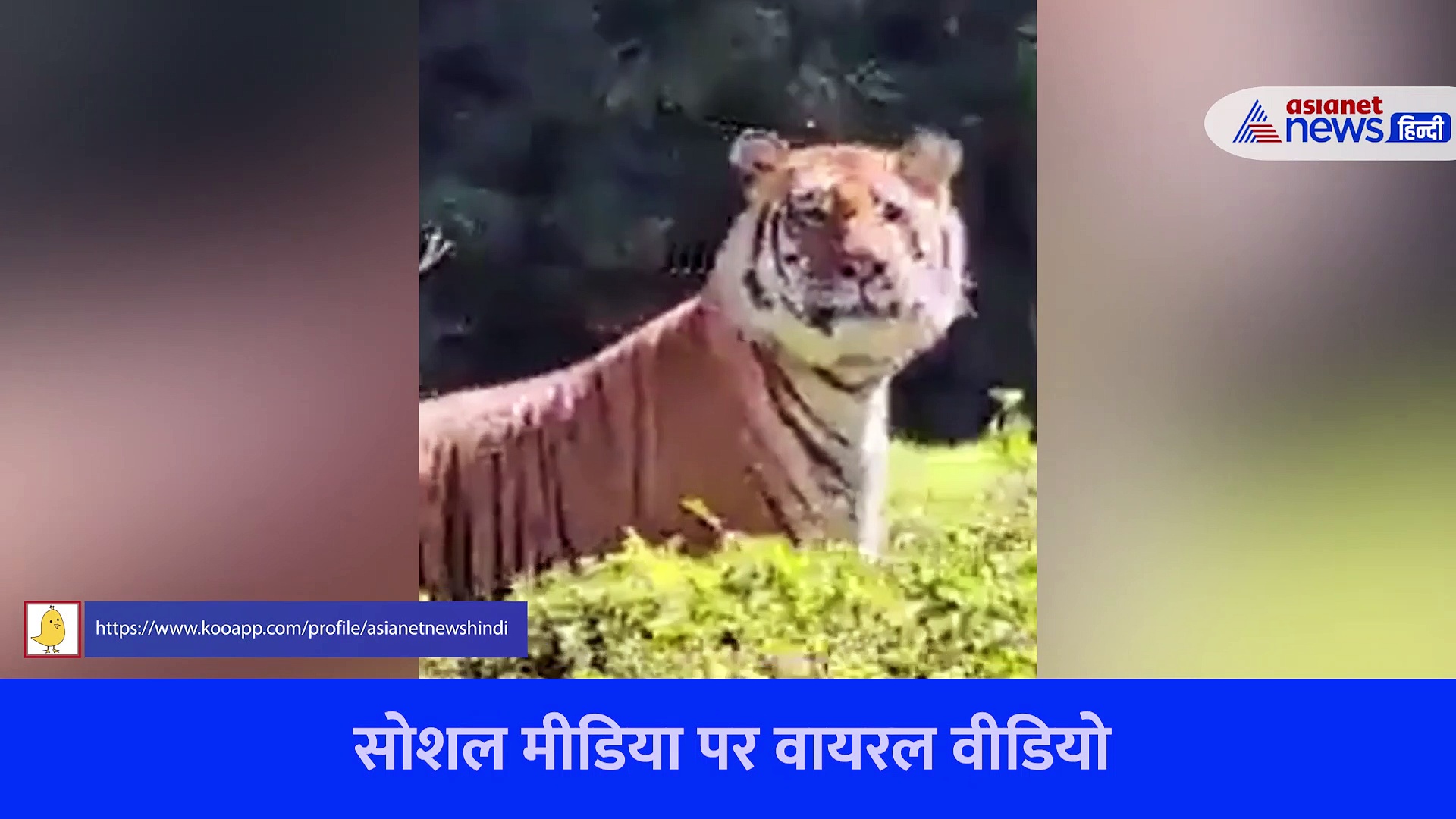 अचानक से जंगल सफारी के दौरान दिखा टाइगर, IFS अफसर ने शेयर किया वीडियो...