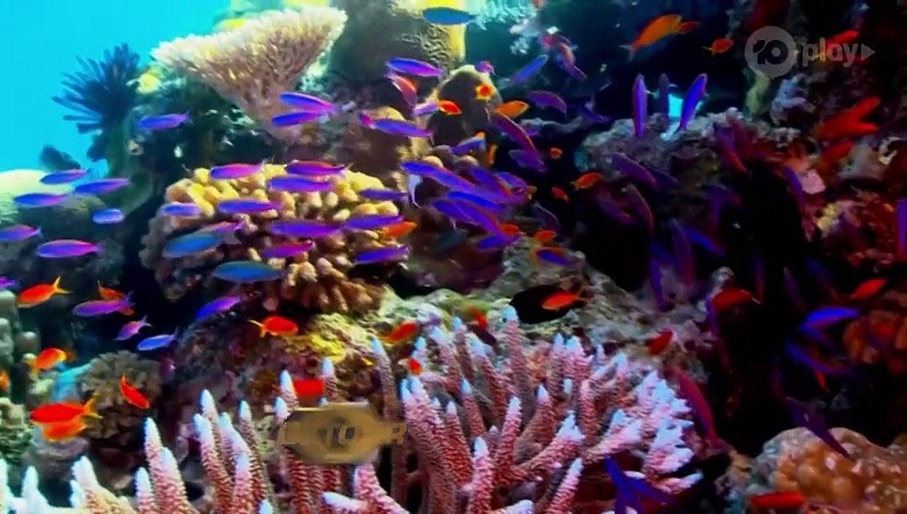 The Amazing Race Australia - Se5 - Ep06 - Leg 6 HD Watch