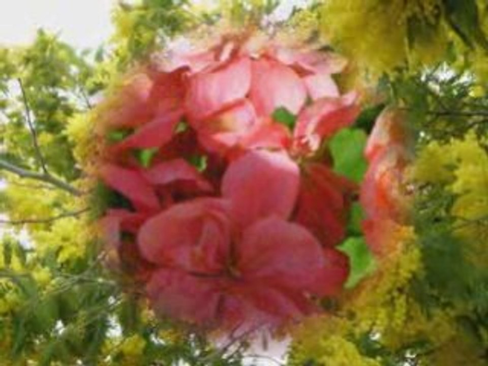 Voilà le printemps