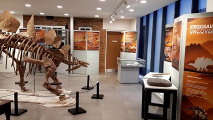 Crawley Museum's new dinsosaur exhibition