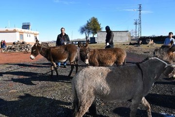 ŞANLIURFA'DA, BAŞIBOŞ EŞEKLER SOĞUKTAN ETKİLENMEMELERİ İÇİN TOPLANDI