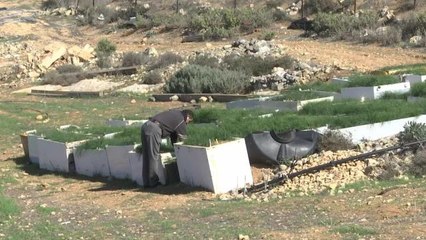 Safran Yetiştirmeye Başlayan Filistinli Çiftçi Üretimi İkiye Katladı