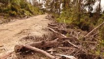 Los bosques australianos amenazados por la tala ilegal de árboles