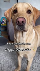 Cooper the Pup Does Gymnastics When he Gets Excited