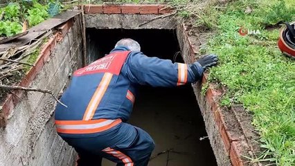 Su dolu çukara düşen ineği lahanayla böyle çıkardılar