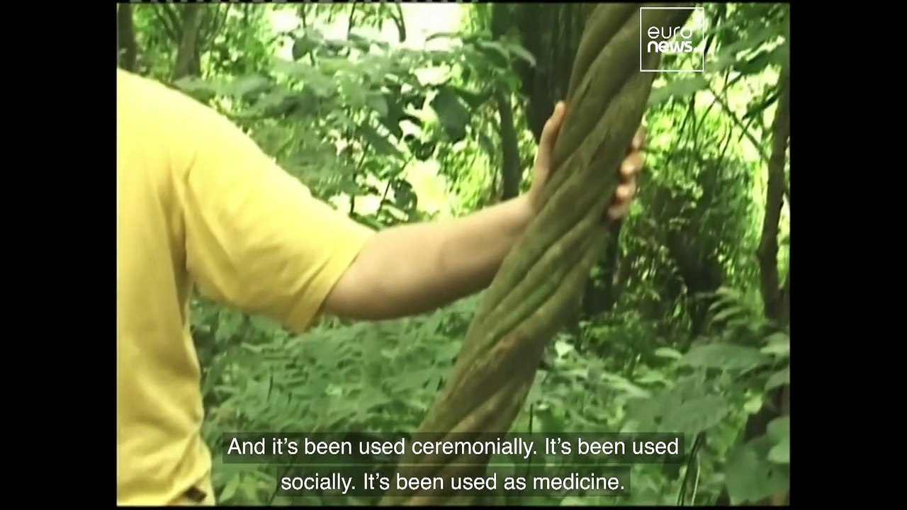 Why are Americans using psychoactive brew ayahu...