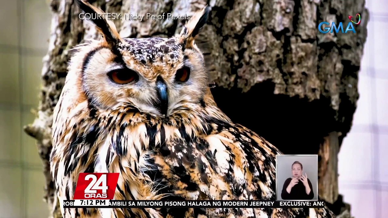 Sugatang Luzon lowland scops-owl na bumagsak sa isang bahay sa Malabon, ano kayang kahihinatnan? | 24 Oras