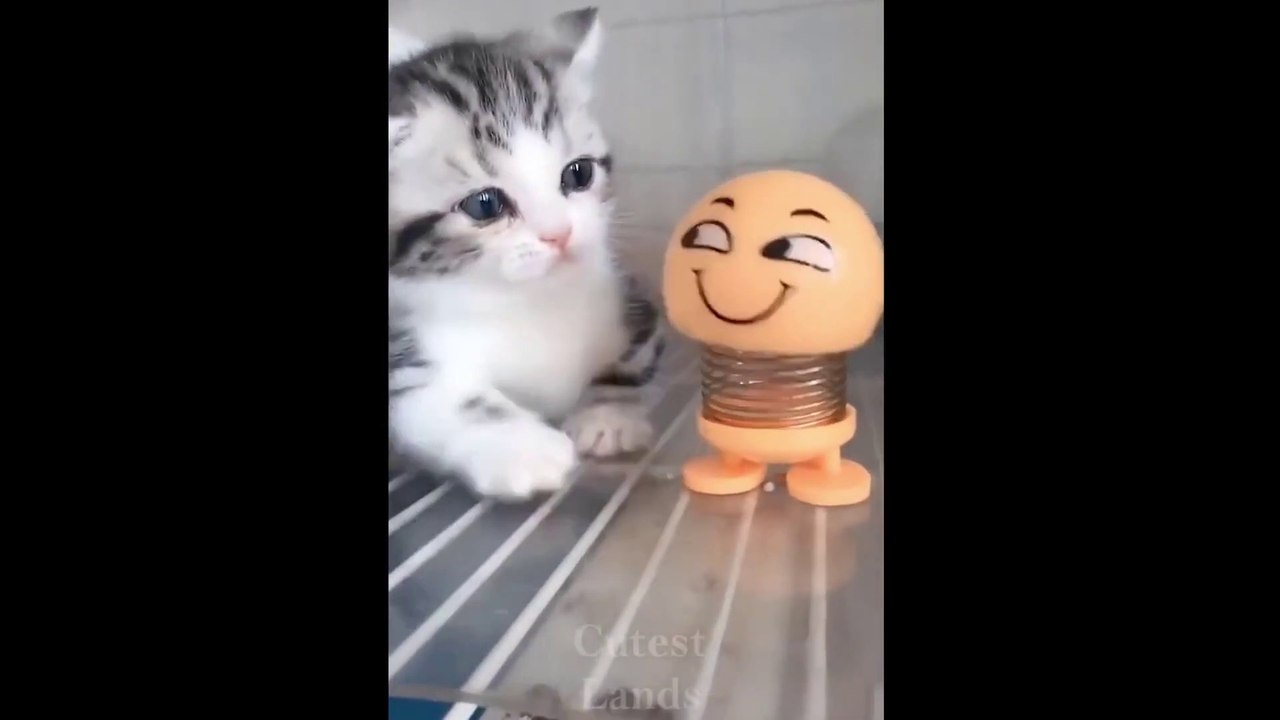 Cute Pets And Funny Animals Compilation
