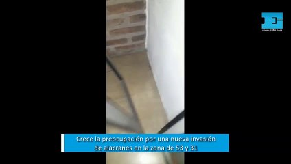 Crece la preocupación por una nueva invasión de alacranes en la zona de 53 y 31