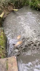 ‘Hundreds’ of carp and fish have died after an unknown offender illegally opened a sluice gate at a reservoir near Sheffield.