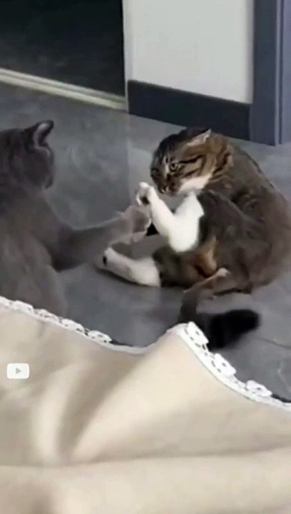 Funny Cat Part1