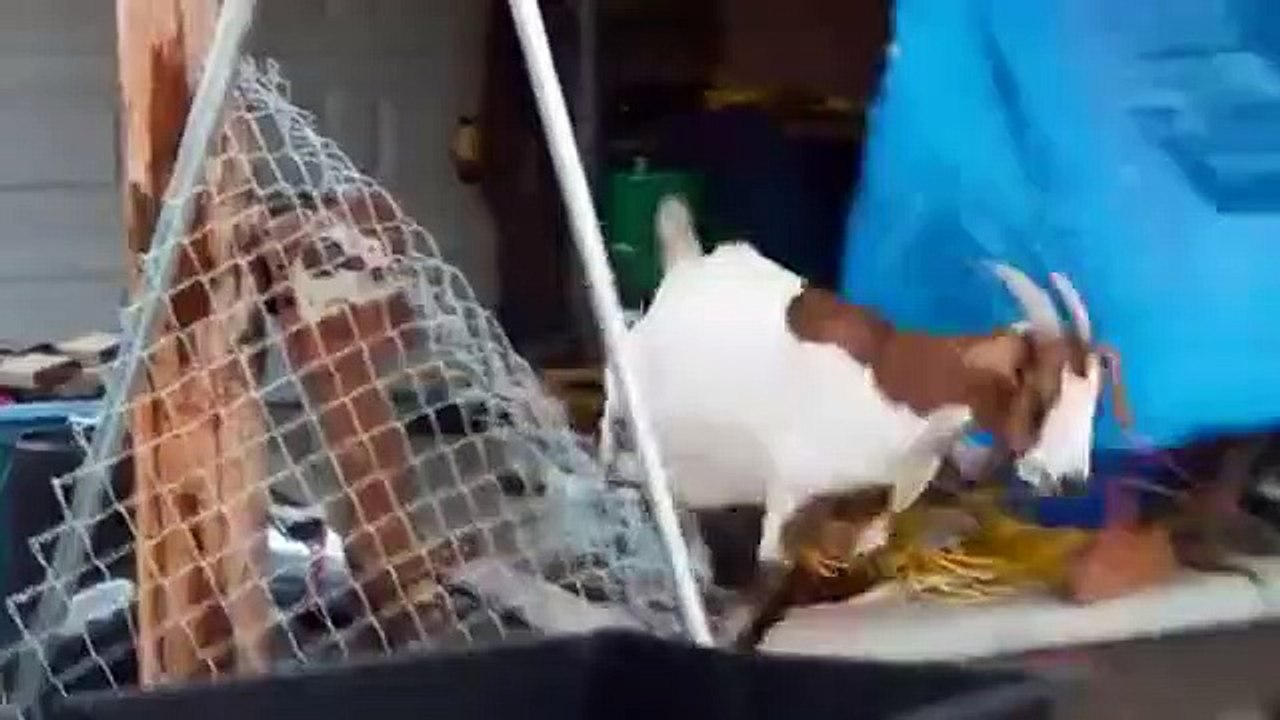 Lone star law - se5 - ep01 - saving the herd hd watch