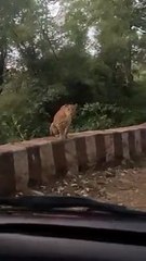 SURAT VIDEO/ सापुतारा के मार्ग पर दिखा तेंदुआ, सैलानियों ने कैमरे में किया कैद