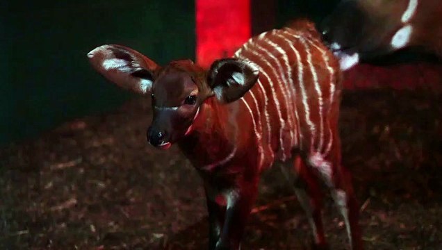 Marwell Zoo welcomes newborn mountain bongo - a rare species with 100 less in the wild