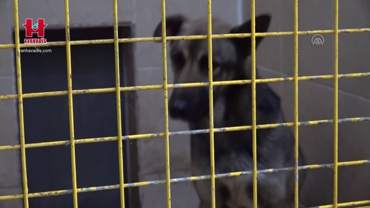 Van'da 9 yaşındaki Mete'yi hayattan koparan köpek, özel bölüme alındı!