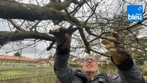 Roland Motte, jardinier : la taille du pommier