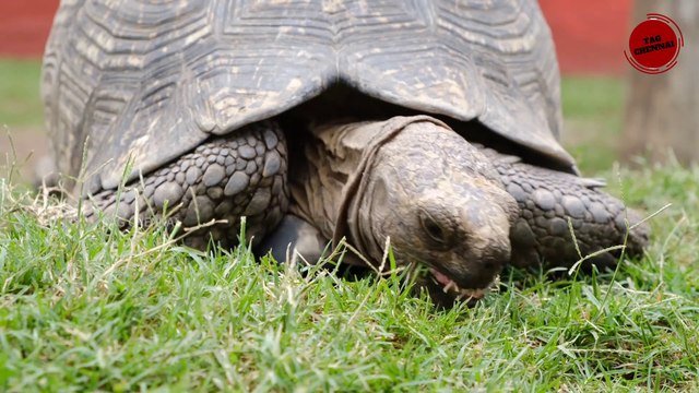 5 Of The Longest Living Species On Earth | Interesting Life Span of animals #tamil #animals #life