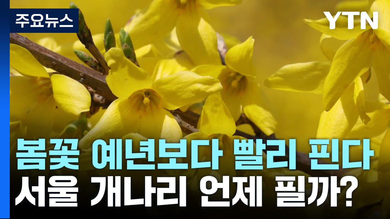 봄꽃 예년보다 빨리 핀다...서울 개나리, 3월 24일 개화 / YTN