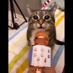 Funniest Cats Compilation #25 Don't try to hold back Laughter