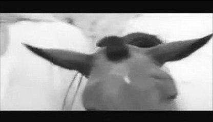 El Evangelio Según San Mateo | movie | 1965 | Official Trailer