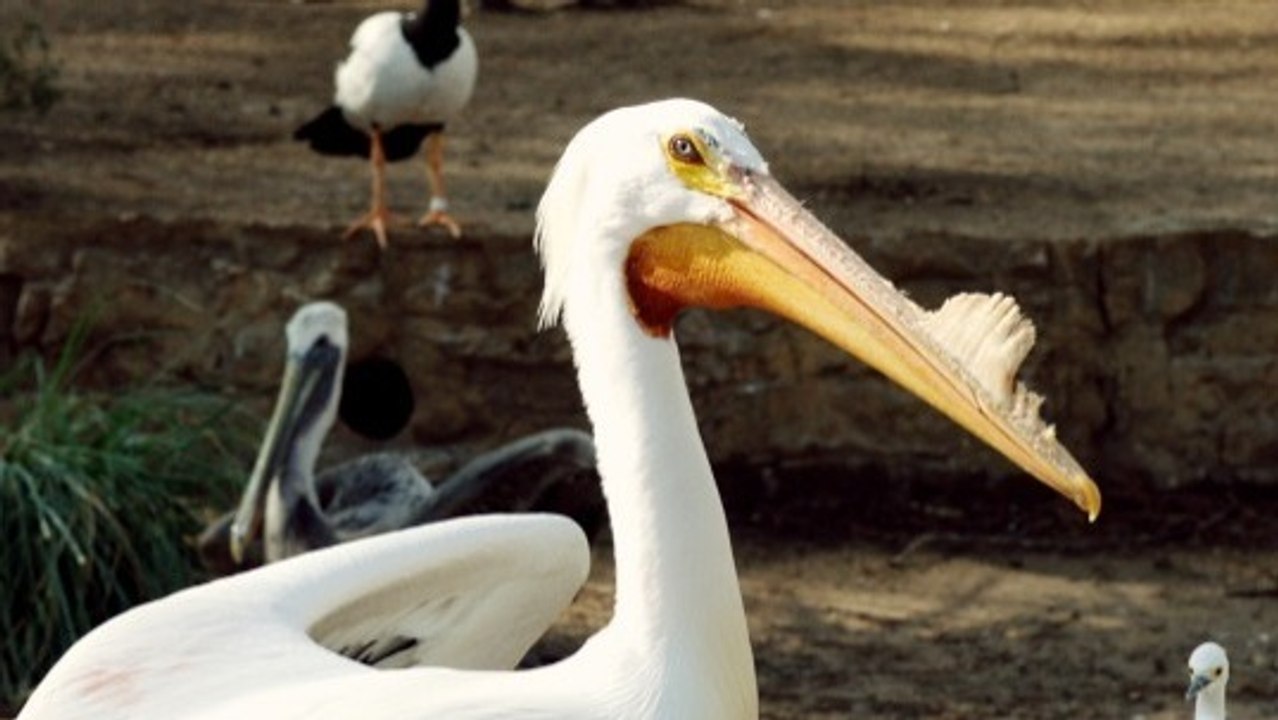 Pelicans: Do They Really Swallow a Whole Fish?