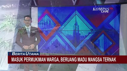 Terekam CCTV! Beruang Madu Masuk Permukiman Warga di Rokan Hilir dan Memangsa Ternak