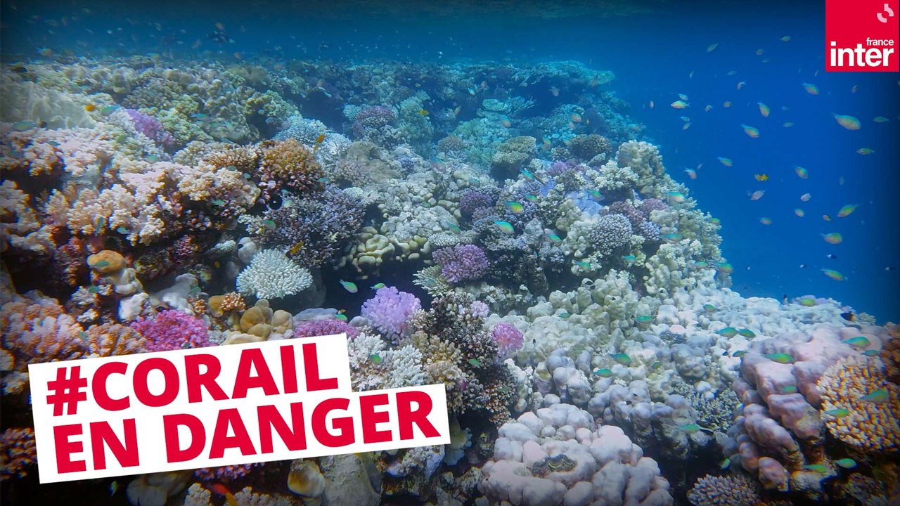 Au secours des coraux en Floride